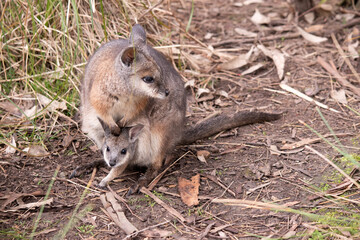 the tammar wallaby has a joey in her pouch