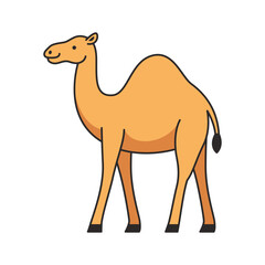 camel illustration