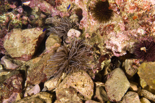 sea anemone (Anemonia sulcata). Capo Caccia. Alghero, Sardinia