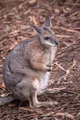 the tammar wallaby  has dark greyish upperparts with a paler underside and rufous-coloured sides and limbs. The tammar wallaby has white stripes on its face.