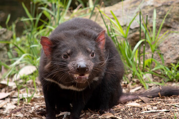 Tasmanian Devils have black fur with a large white stripe across their breast and the odd line on their back.