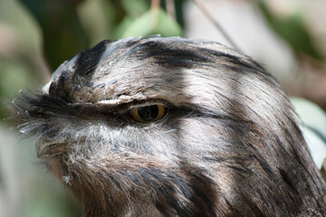 the tawny frogmouth has a mottled grey, white, black and rufous – the feather patterns help them...