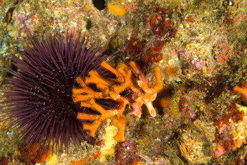 False coral, Myriapora truncata, Bryozoan Alghero, Capo Caccia, Sardinia, Italy Mediterranean Sea