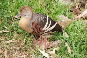 The plumed whistling duck's face and fore-neck are light, the crown and hind neck are pale brown...
