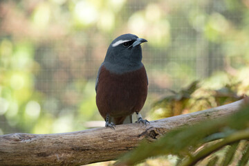 The white browed woodswallow is a grey bird with a dark grey face and white eyebrow