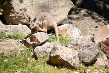 The Yellow-footed Rock-wallaby is brightly coloured with a white cheek stripe and orange ears. It is fawn-grey above with a white side-stripe, and a brown and white hip-stripe.