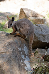 Naklejka premium The Yellow-footed Rock-wallaby is brightly coloured with a white cheek stripe and orange ears. It is fawn-grey above with a white side-stripe, and a brown and white hip-stripe.