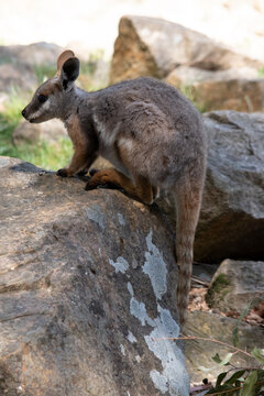 The Yellow-footed Rock-wallaby is brightly coloured with a white cheek stripe and orange ears. It is fawn-grey above with a white side-stripe, and a brown and white hip-stripe.