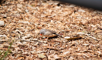 the female  finch has a grey body with a white under belly with a black and white tail. It has a white and black stripe on its face