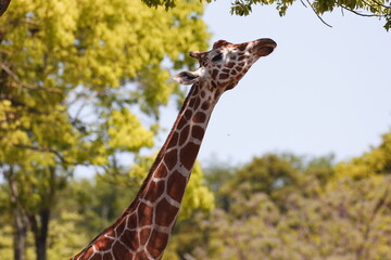 キリン　緑とキリン　食べる　夏　木陰
草原