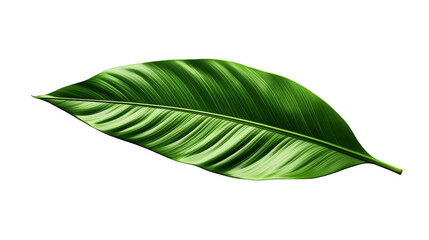 Obraz premium Tropical Green Palm Leaf isolated on transparent background, png, cut out.