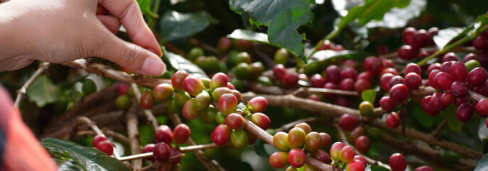 Banner hands harvest red seed in basket robusta arabica plant farm. Coffee plant farm Close up...