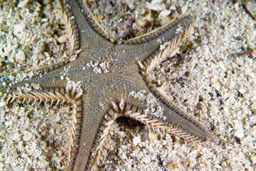 starfish on the sand, Red comb star (Astropecten aranciacus) Mediterranean sea, Alghero, Sardinia....