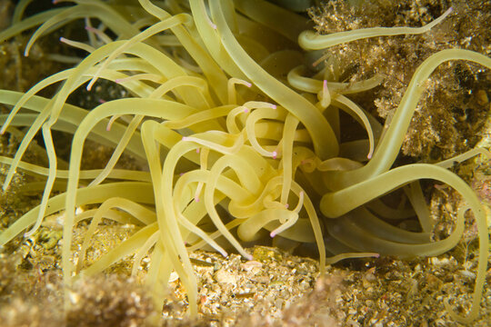 sea anemone (Anemonia sulcata). Capo Caccia. Alghero, Sardinia
