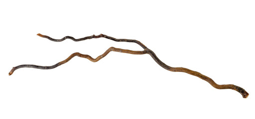 Twisted curved tree branch isolated cutout on transparent