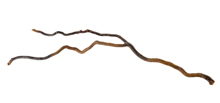 Twisted curved tree branch isolated cutout on transparent