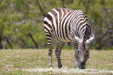 シマウマ　草原　動物　全身　綺麗　自然