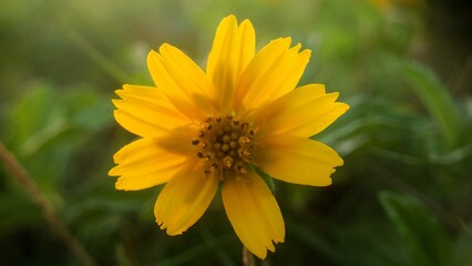 Yellow flower called Coreopsis Pubescent blooming in the city park