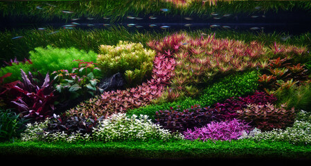 Colorful planted aquarium tank. Aquatic plants tank. Dutch inspired aquascaping with colorful aquatic stem plants. Aquarium garden, selective focus with blur motion of fish swiming