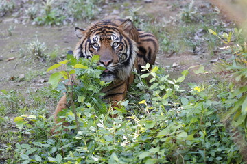 虎の顔　アップ　目線鋭い　