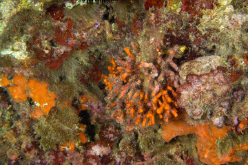 False coral, Myriapora truncata, Bryozoan Alghero, Capo Caccia, Sardinia, Italy Mediterranean Sea