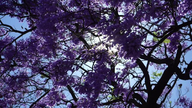 Purple Blue Jacaranda Waving Tree Branches with Flowers. Sun Peeking Through Flowers. Lisbon, Portugal. Closeup Shot