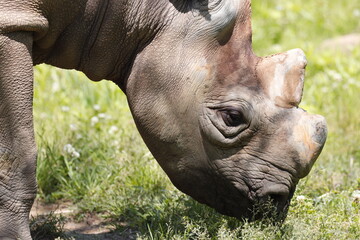 サイの目　肌　アップ