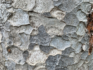 欅の巨木のうろこ状の樹皮。