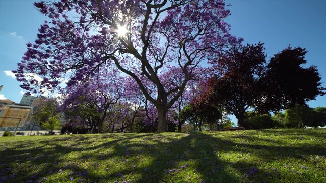 Purple Blue Jacaranda Mimosifolia Tree with Flowers and Green Lawn. Lisbon, Portugal. Wide Shot