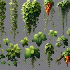. GCollection of PNG. Green leaves Javanese treebine or Grape ivy. reen leaves Javanese treebine or Grape ivy. Jungle vine hanging ivy plant bush isolated on a transparent background.