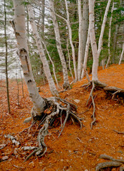 Birch Tree Trunks in Forest in Fall