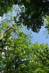 trees in the forest