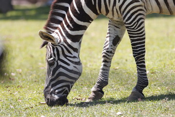 シマウマ 目　まつ毛　立髪　しま模様