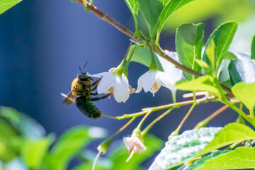 エゴノキの白い花にとまるクマバチ