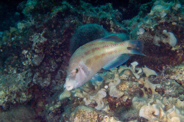 Obraz premium Male of east atlantic peacock wrasse (Symphodus tinca) or Crenilabrus pavo, among rocks, Alghero, Sardinia, Italy