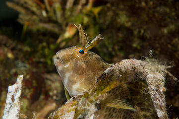 fish under water Bavosa gattoruggine -Parablennius gattorugine. Tompot blenny. Parco Capo Caccia Alghero. Sardegna. Italia