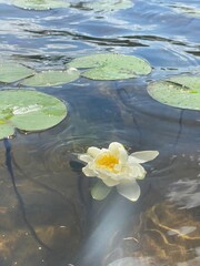 water lily in the pond