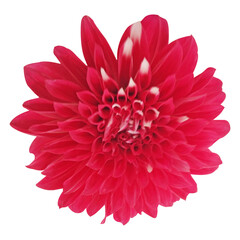 Fototapeta premium Red Dahlia Flower isolated On White Background