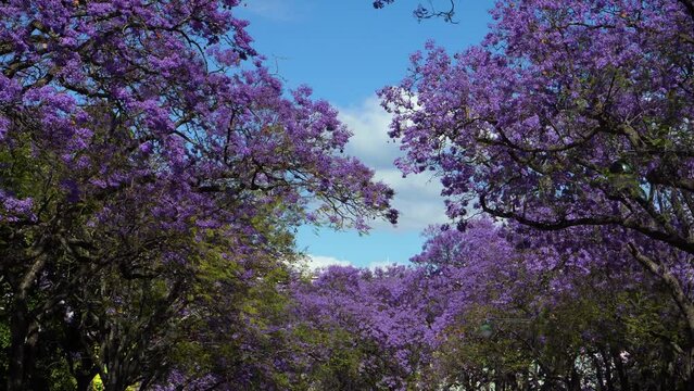 Purple Blue Jacaranda Mimosifolia Alley of Trees with Flowers Waving in Wind. Lisbon, Portugal. Medium Shot
