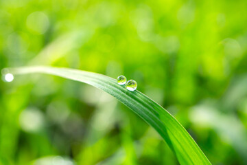 Macro Photo water drops on the green grass.Drops of dew in the morning glow in the sun. Beautiful...
