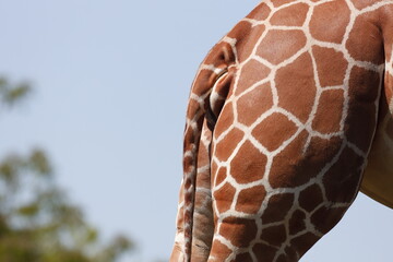 キリンお尻　網目模様　アップ