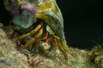 Hermit Crab (Clibanarius erythropus),  Alghero, Sardinia, Italy
