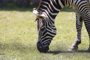 シマウマ　顔　アップ　目　目