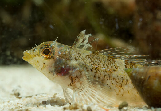 Close-up of a red-black triplefin fish, Tripterygion tripteronotum, underwater in the Mediterranean sea, Alghero, Capo Caccia, Sardinia, Italy.