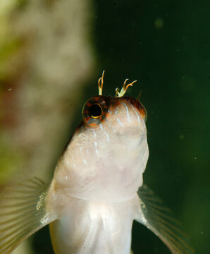 A Longstriped Blenny (Parablennius rouxi) in the Mediterranean Sea. Alghero, Sardinia, Italy
