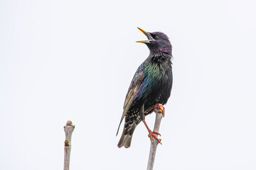 red winged blackbird