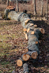 the trunk of a tree with cut branches on the ground