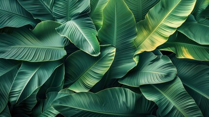 Exotic Banana Leaf Texture: A Stunning Tropical Background