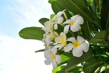 beautiful white frangipani flower blooming in springtime, natural background