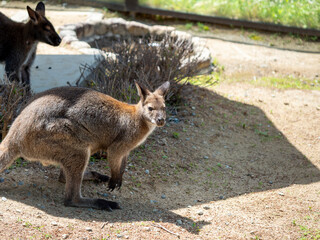 動物園のワラビー